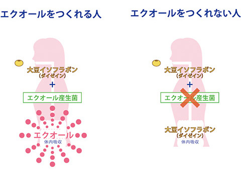 エクオールをつくれる人、つくれない人