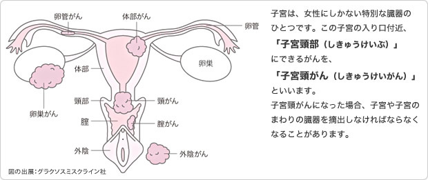 わたちたちの大切な子宮と付属臓器について