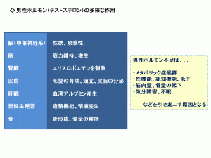 男性ホルモンの多様な働き